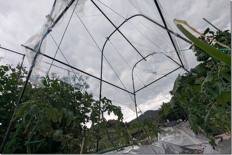 カインズ トマト菜園セットの組み立て 雨よけビニール設置後