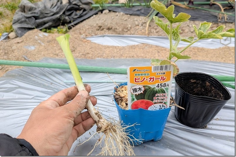 スイカ栽培 ピノガールの特徴 コンパニオンプランツのネギと混植