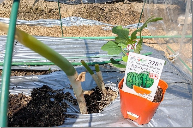 スイカ栽培 サマーオレンジベビー コンパニオンプランツのネギと植え付け