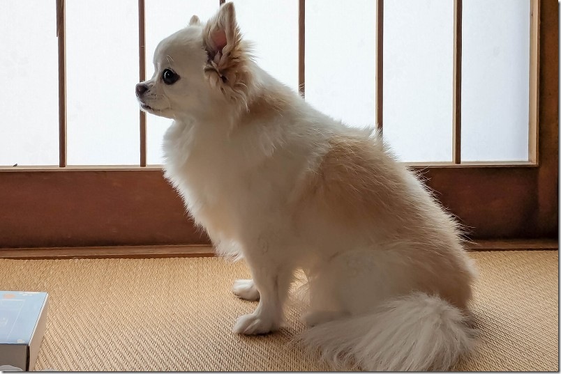 すきバサミ と バリカン で犬トリミング結果【トリミング前】