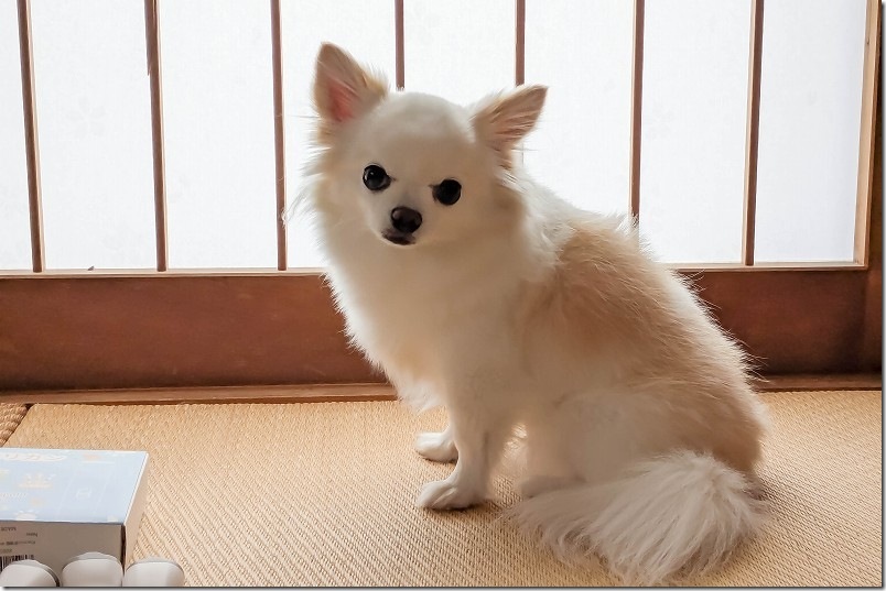 すきバサミ と バリカン で犬トリミング結果【トリミング前】