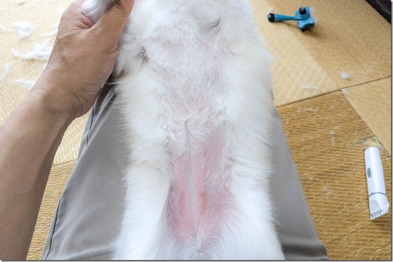 バリカンとすきバサミで犬をトリミング 胸とお腹をバリカンでカット後