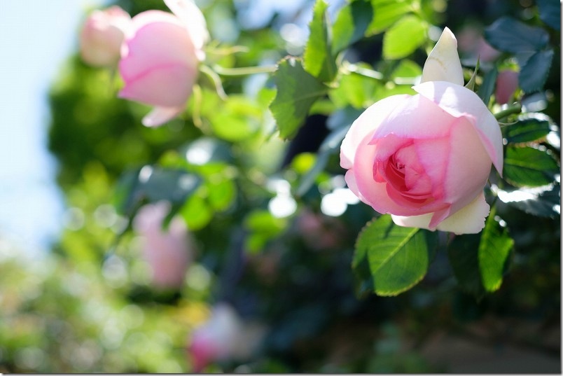 つるばら ピエール ドゥ ロンサール 開花直前の丸っこい姿