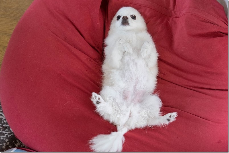すきバサミ と バリカン で犬トリミング結果【トリミング後 腹】