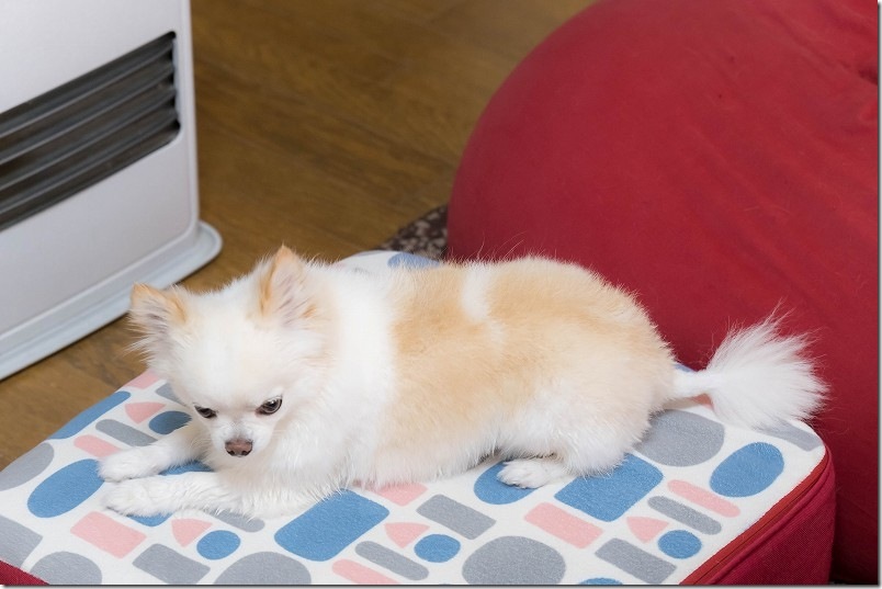 すきバサミ と バリカン で犬トリミング結果【トリミング後 背中 尻尾】