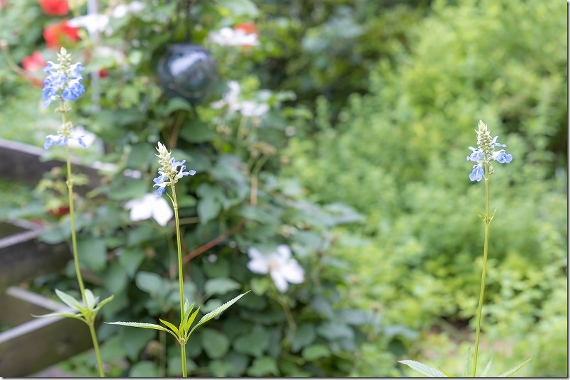 宿根草のホックセージ、淡い水色の花