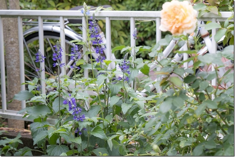 宿根草のラベンダーセージ、濃い青紫の花