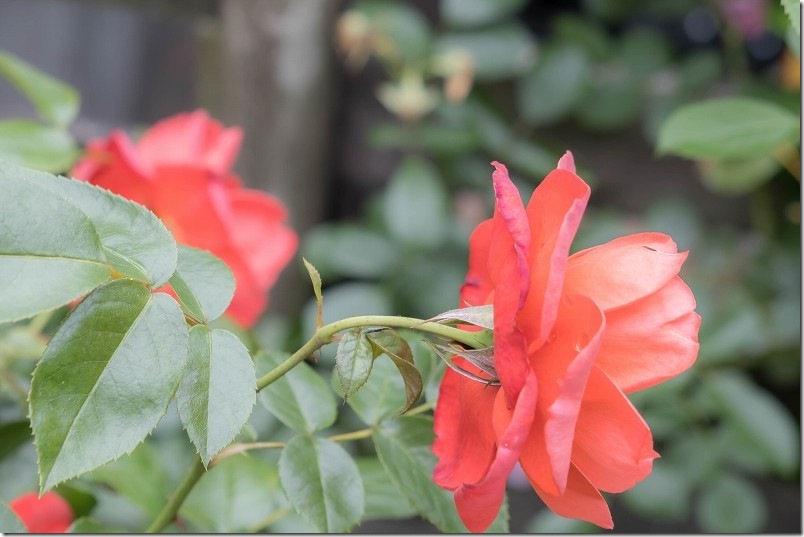 フロリバンダローズ 中輪 ホット・ココア 庭で咲いてる薔薇