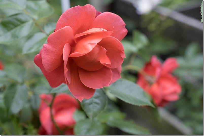 フロリバンダローズ 中輪 ホット・ココア 庭で咲いてる薔薇