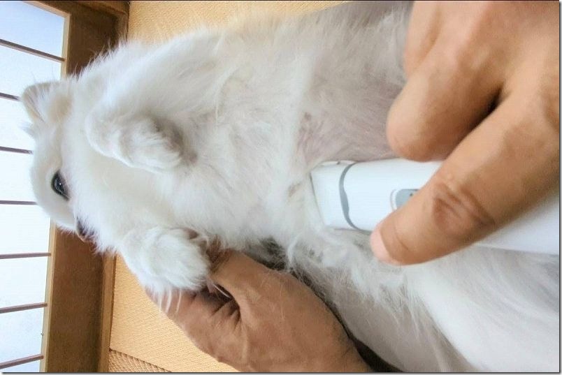 バリカンとすきバサミで犬をトリミング 胸とお腹をバリカンでカット