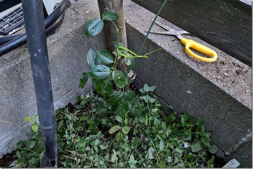 挿し木して約7ヶ月 生育状況（冬 庭へ定植）
