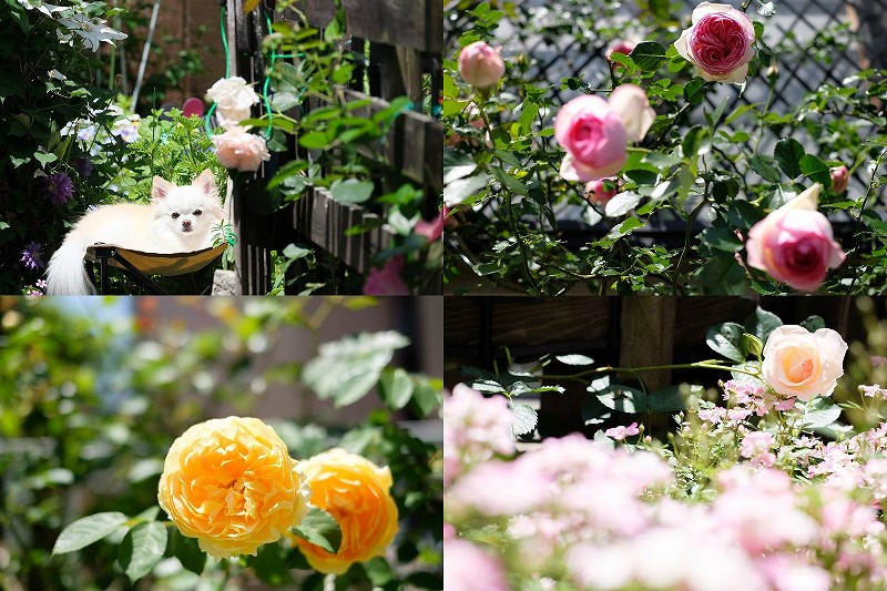 バラ と クレマチス と 宿根草 の 5月の庭【庭造りと仕立て方】