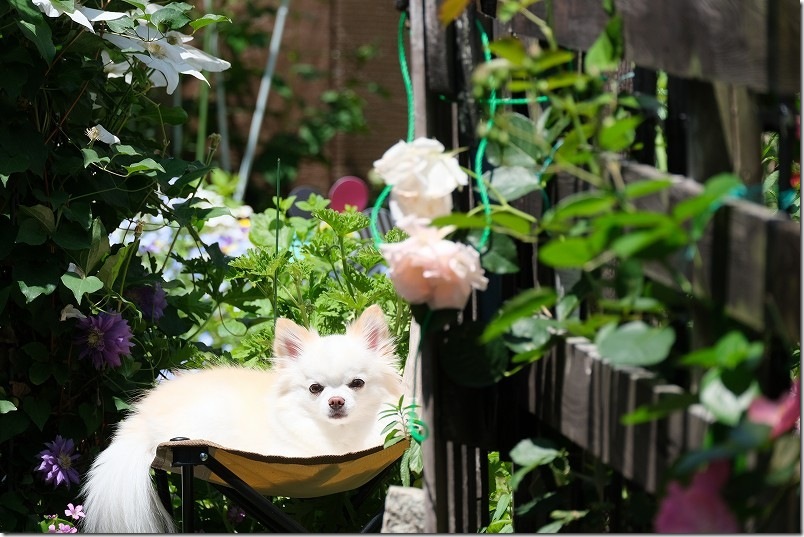 5月の庭 バラ と クレマチス と 宿根草