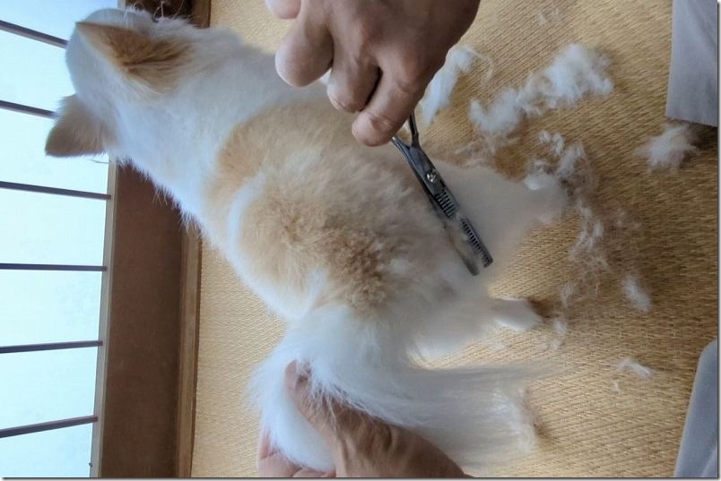 バリカンとすきバサミで犬をトリミング 全体をすきバサミでカット
