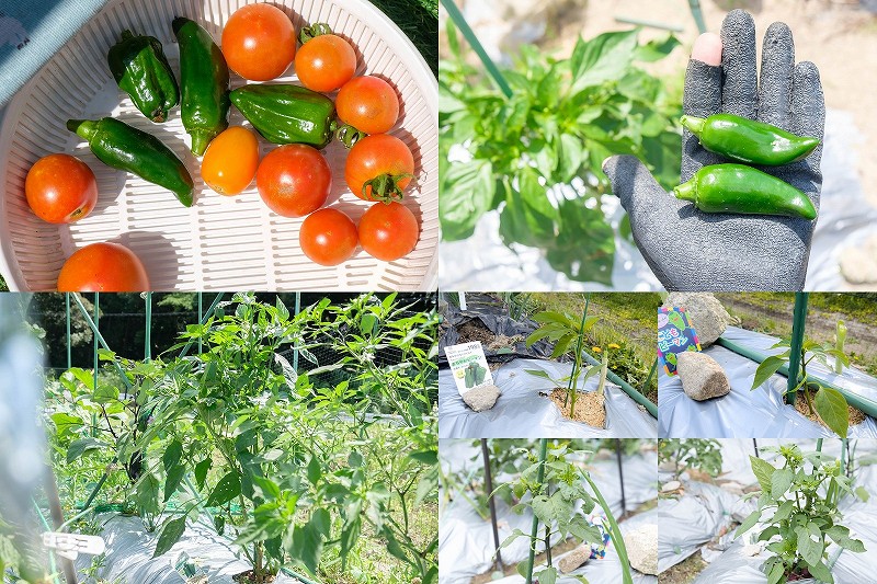 家庭菜園 ピーマンの育て方【こどもピーマン と 京ひかり 4月植え付け6月収穫】