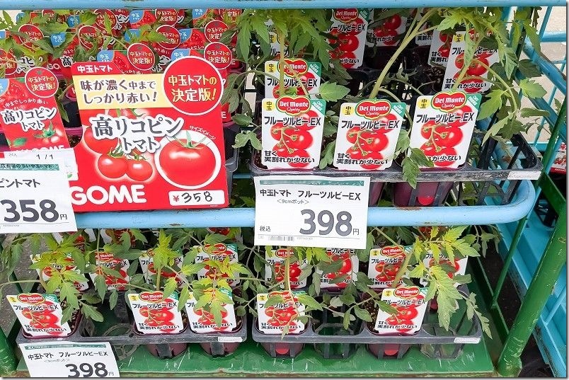 中玉トマト フルーツルビー EXを栽培 【家庭菜園で4月植え付けで6月収穫】