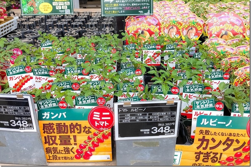 中玉トマト ルビーノ 栽培 購入した苗