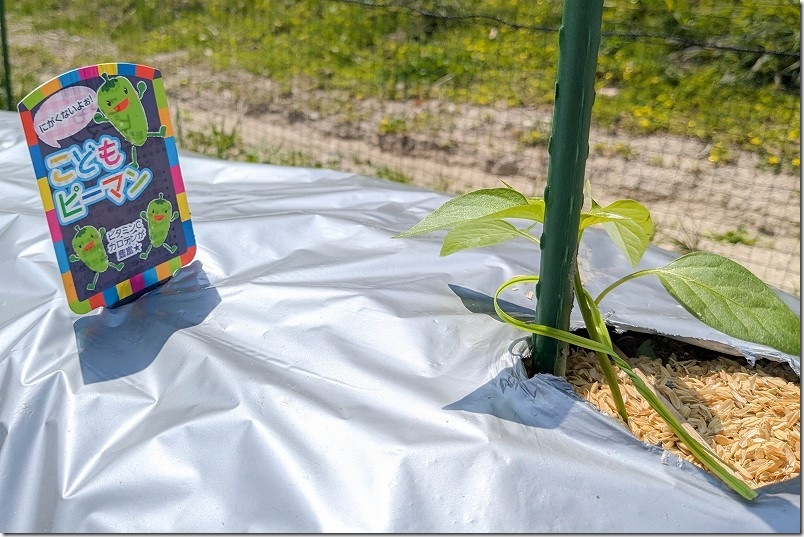 4月上旬 こどもピーマン植え付け