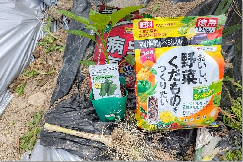 ピーマン 植え付け【コンパニオンプランツとして九条ネギ】 ベニカX粒状を利用