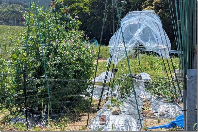植え付けたシンディースイートは1本仕立てで斜め誘引でトマト栽培