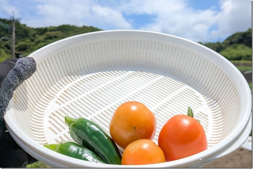 ６月中旬 子供ピーマンの初収穫と収穫目安
