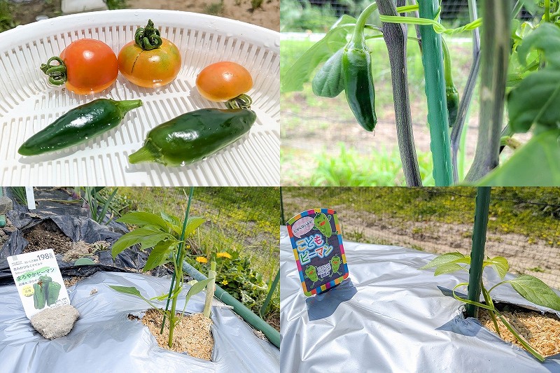 家庭菜園 ピーマンの育て方【こどもピーマン と 京ひかり 4月植え付け6月収穫】