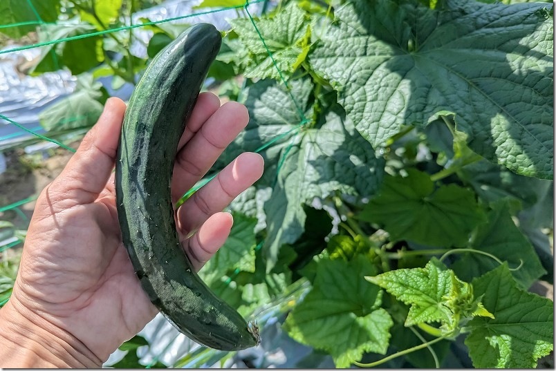 暑さに強いきゅうり 収穫 6月