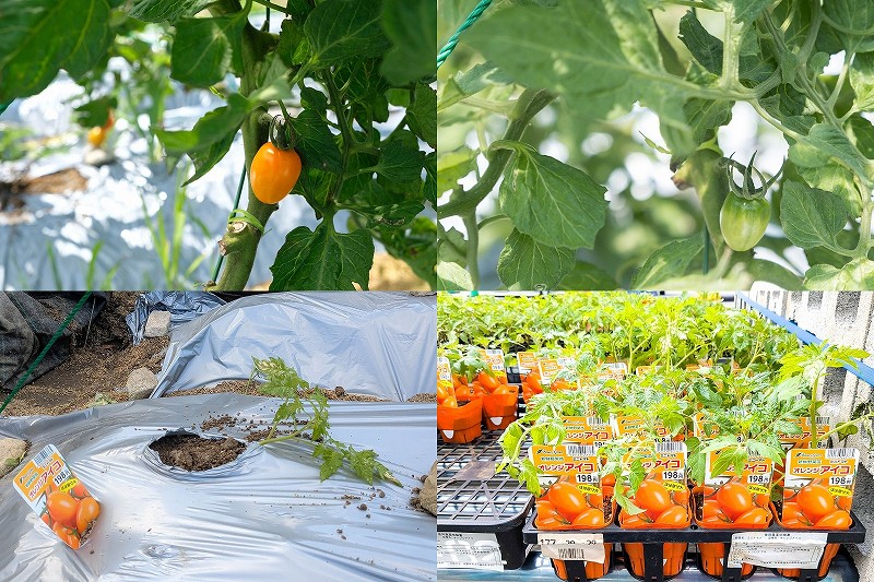 ミニトマト オレンジ アイコを栽培 【家庭菜園で4月植え付けで6月収穫】