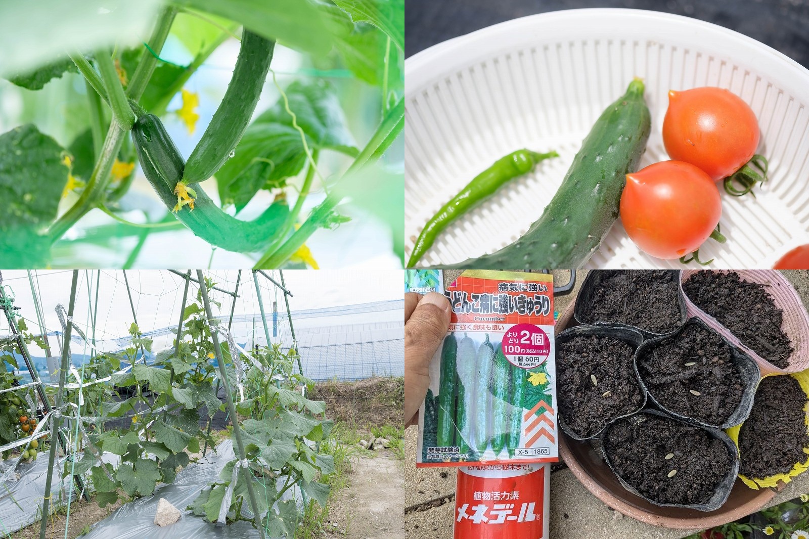 【100均 うどんこ病に強いきゅうり】家庭菜園 きゅうり栽培 4月種まき6月収穫