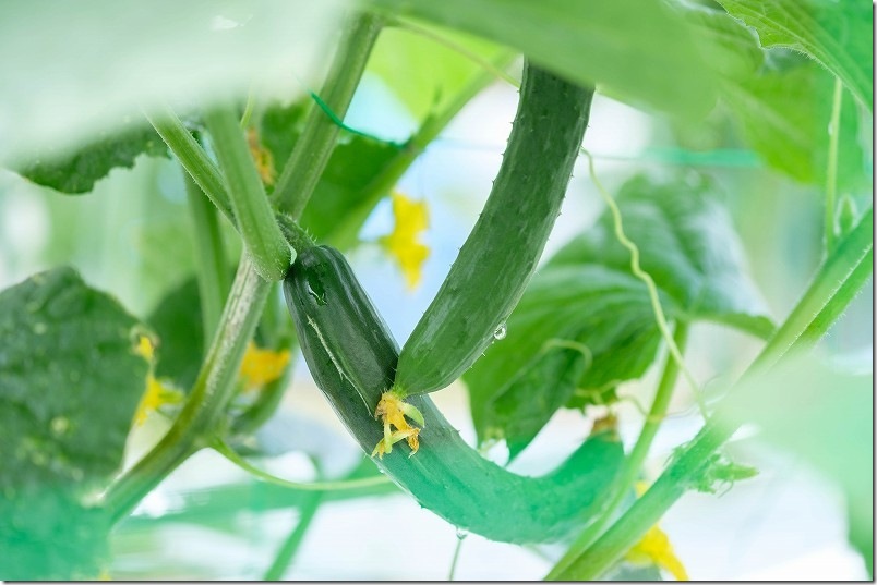 きゅうり 収穫開始 ６月下旬 暑さに強いきゅうり 