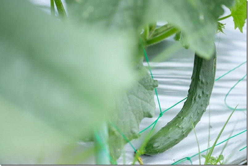 きゅうり 収穫開始 ６月下旬 うどんこ病に強いきゅうり 