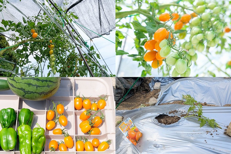 ミニトマト オレンジ アイコを栽培 【家庭菜園で4月植え付けで6月 7月収穫】