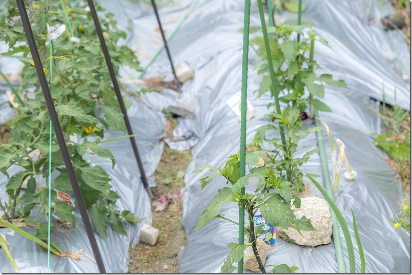 ５月 ピーマンの葉が虫食いされる