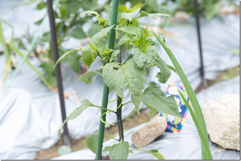 こどもピーマンの葉が虫食いされる（ナメクジ？毛虫？）