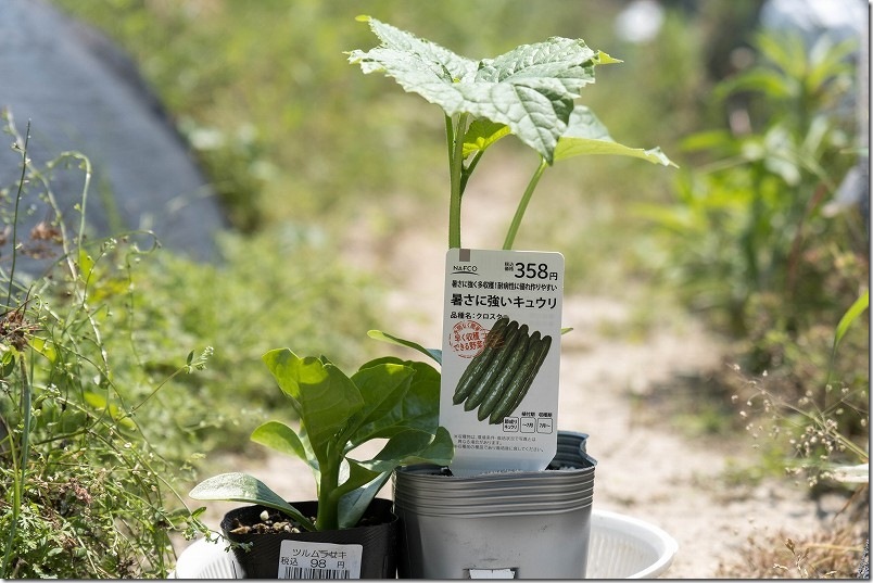 6月初旬 きゅうり栽培 苗植え付け 暑さに強いきゅうり