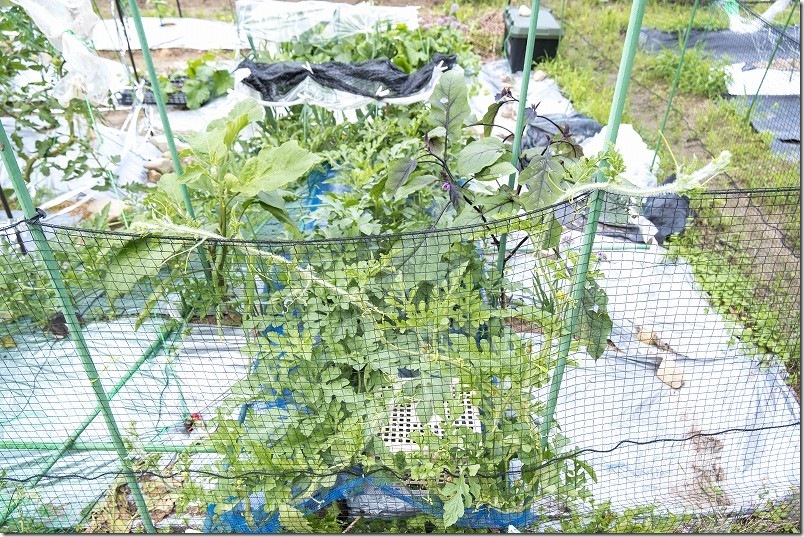 畑の端でスイカの終端を空中栽培で上に誘引