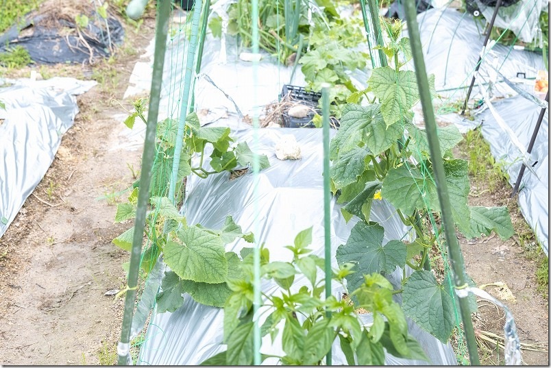 6月中旬 きゅうり生育状況 左：うどんこ病に強いきゅうり 右手前：暑さに強いきゅうり