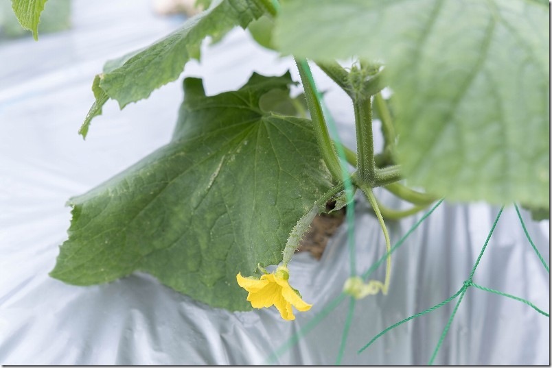 きゅうり栽培 30cm以下の花や実、小づるは摘む