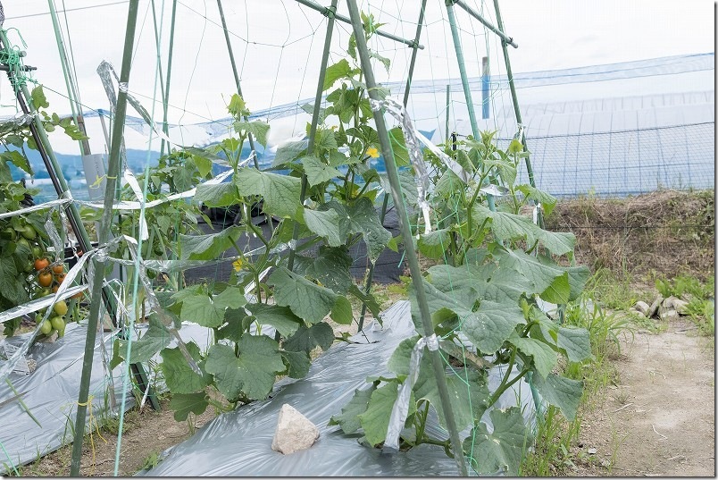 6月中旬 きゅうり生育状況 右：うどんこ病に強いきゅうり 左奥：暑さに強いきゅうり