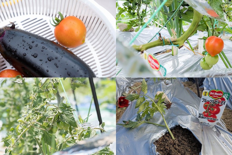 中玉トマト フルーツルビー EXを栽培 【家庭菜園で4月植え付けで6月収穫】