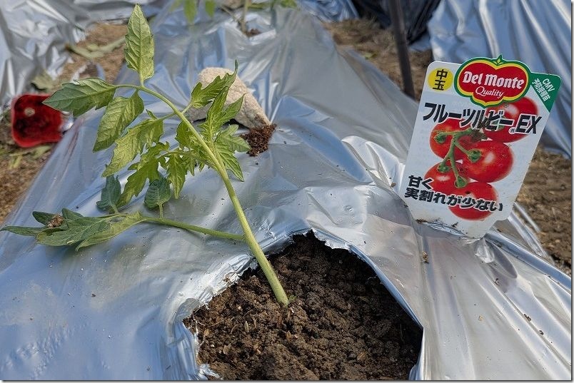 フルーツルビー EX 植え付け【トマト 寝かせ植え】 