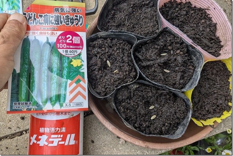 5月初旬 きゅうり栽培 種まき うどんこ病に強いきゅうり（100均 ダイソー）