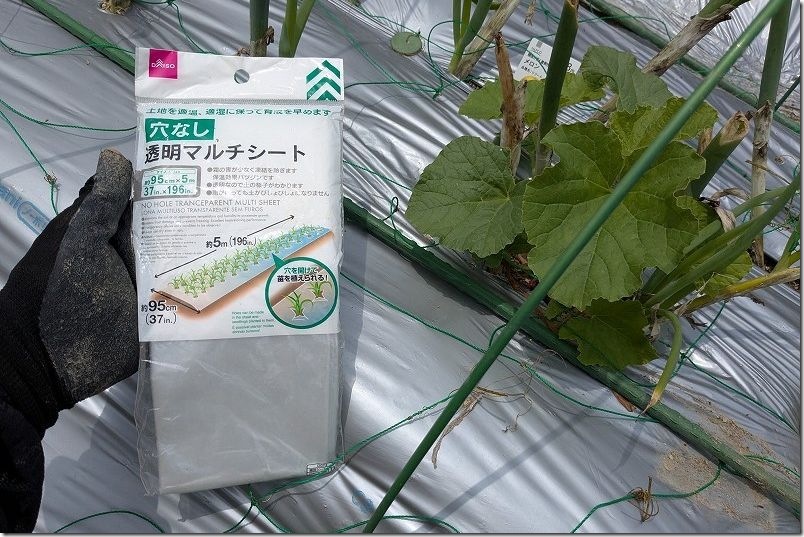 強風対策を強化してトマトの簡易ハウス再建 100均の透明マルチで代用
