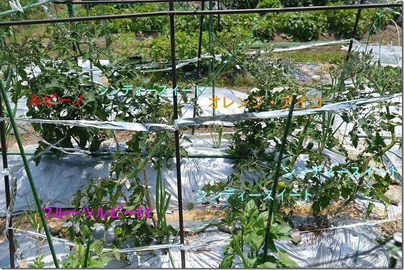 オレンジアイコ 脇芽を摘んで斜め誘引で１本仕立てで栽培中