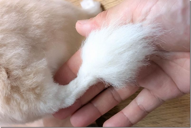 犬の尻尾 バリカンとハサミで整え途中の尻尾