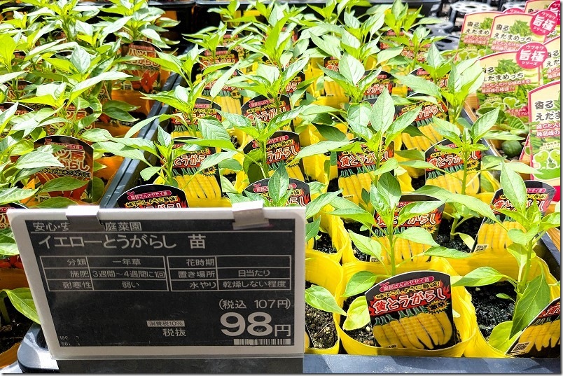 黄とうがらしの苗 価格
