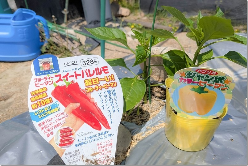 ジャンボ カラーピーマン（パプリカ）の苗