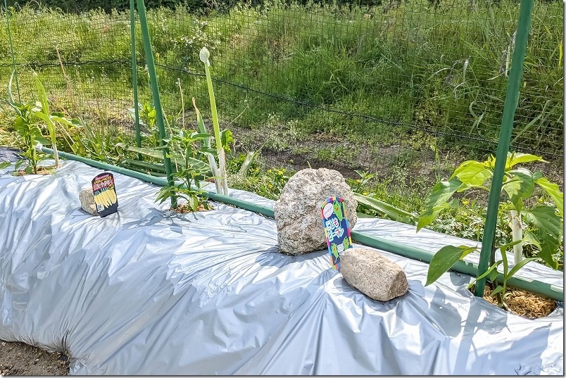 黄とうがらし栽培 5月上旬【植付けから約１ヶ月】