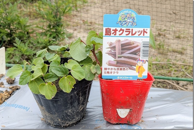 オクラ栽培【赤オクラ と 角オクラを栽培】 島オクラレッド