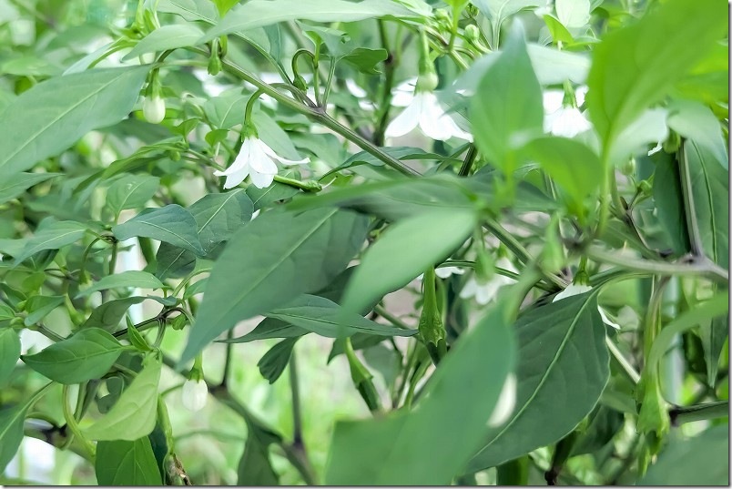 黄とうがらし栽培 6月下旬【収穫を開始】 花、小さい実がたくさんできた